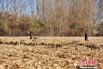 图为在租赁的玉米茬地里放牧羊群。　武雪峰 摄 - 甘肃新闻