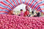庆阳：苹果丰收农家乐 - 中国甘肃网