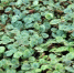 图为日光温室里栽培种植的“仙客来”。　瓜州县委宣传部供图 - 甘肃新闻