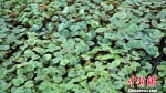 图为日光温室里栽培种植的“仙客来”。　瓜州县委宣传部供图 - 甘肃新闻