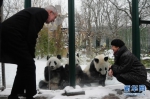 （国际）（1）奥地利出生的大熊猫龙凤胎即将返回中国 - 人民网