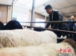 　甘肃临夏东乡县高山乡布楞沟村村民马大五德正在喂羊。　艾庆龙 摄 - 甘肃新闻