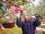 小苹果已经成为庆阳市庆城县的大产业，更成为农民脱贫致富的“金饭碗”。图为庆阳市庆城县赤城乡农户忙着采摘苹果。(资料图) 高展 摄 - 甘肃新闻