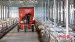 庆阳市采取“公司+基地+农户”“公司+合作社”的模式，解决了分散经营的传统畜牧业模式不适应现代农业发展需要的问题。图为现代化肉羊养殖现场。(资料图) 张永鑫 摄 - 甘肃新闻