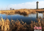 图为张掖湿地优美风光。(资料图) 杨艳敏 摄 - 甘肃新闻
