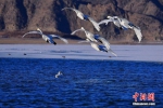 近百只天鹅结伴“歇脚”甘肃戈壁水库越冬 - 中国甘肃网