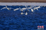 近百只天鹅结伴“歇脚”甘肃戈壁水库越冬 - 中国甘肃网