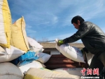 图为当地农户将装好的藜麦抬放至大卡车。　闫姣 摄 - 甘肃新闻