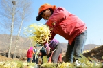 兰州：麦草下的“黄金”喜获丰收 韭黄助力脱贫增收 - 人民网