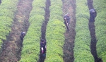 贵州丹寨：“扶贫茶园”助贫困户增收 - 中国甘肃网