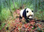 甘肃经济日报《白水江自然保护区：构筑大熊猫保护防线》 - 林业厅