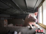 图为当地养殖繁育的种猪。　魏建军 摄 - 甘肃新闻