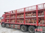 该批种羊将运往古浪县种羊场进行繁育。兰州海关供图 - 甘肃新闻