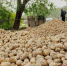 2017年10月，甘肃永靖县山区乡镇马铃薯丰收，在田间地头随处可见薯农采挖马铃薯的身影。 - 甘肃新闻