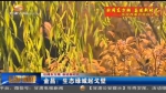 【壮阔东方潮 奋进新时代】金昌：生态绿城起戈壁 - 甘肃省广播电影电视