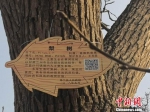 图为印有二维码的百年古树新标牌。　史静静 摄 - 甘肃新闻