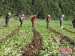 图为术布村村支书刘雪琴刘雪琴倡导村民改变传统种植模式，提高经济收入。(资料图) 钟欣 摄 - 甘肃新闻