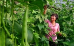 特色种植促农增收 - 中国甘肃网