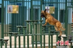 图为搜救犬训练。　杨昊 摄 - 甘肃新闻