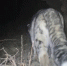 甘肃阿克塞首次拍到雪豹视频：夜间漫步岩壁小道 - 甘肃新闻