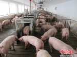 甘肃白银：送检的猪肉丸中发现非洲猪瘟阳性病毒 - 甘肃新闻