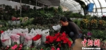 图为俞桂英打理她的花卉。　马爱彬 摄 - 甘肃新闻