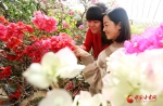 【新春走基层】喜迎新春  万盆鲜花为张掖化彩妆 - 中国甘肃网