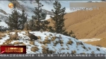 祁连山自然保护区发现白尾海雕 - 甘肃省广播电影电视