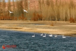 群鸟遨游  黑河河畔春意闹 - 中国甘肃网