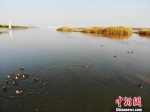 甘肃张掖市高台县戈壁上的黑河湿地水映秋色美。(资料图) 杨艳敏 摄 - 甘肃新闻