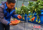河西走廊戈壁滩无土栽培：科技撑起“小草莓大产业” - 甘肃新闻