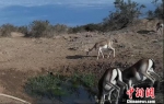 敦煌西湖保护区建自动化饮水点:野骆驼、猞狸成常客 - 甘肃新闻