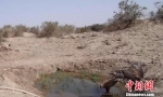 敦煌西湖保护区建自动化饮水点:野骆驼、猞狸成常客 - 甘肃新闻
