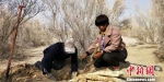 3月5日，在甘肃省民勤县青土湖沙产业示范园，干练利落的崔爱萍正忙着指导村民采挖肉苁蓉。　马爱彬 摄 - 甘肃新闻