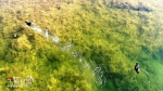 【飞阅甘肃】定西东湖：水鸟翔集 搅动一池春水 - 中国甘肃网