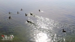 【飞阅甘肃】定西东湖：水鸟翔集 搅动一池春水 - 中国甘肃网