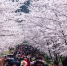 （春季美丽生态）（1）樱花烂漫引客来 - 人民网