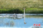图为栖息在尕海湿地的候鸟。(资料图) 张勇 摄 - 甘肃新闻