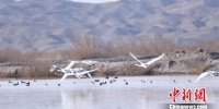 甘肃瓜州县湿地生态渐改善成候鸟栖息乐园 - 甘肃新闻