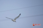 国际爱鸟日：呵护空中精灵 让爱护鸟类成为一种习惯 - 中国甘肃网