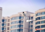 国际爱鸟日：呵护空中精灵 让爱护鸟类成为一种习惯 - 中国甘肃网