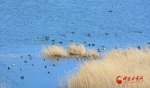酒泉肃北：湿地风光好 百鸟来栖息 - 中国甘肃网