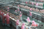 位于甘肃庆阳市镇原县的甘肃中盛农牧发展有限公司投放鸡苗养殖基地21个，肉鸡存栏268万只，日屠宰量达到3万只。图为生产线工作人员正在加紧分解肉鸡。 - 甘肃新闻