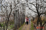 陇南成县：氤氲芳华又一春（组图） - 中国甘肃网