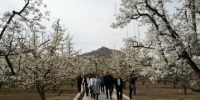 图为“世界第一古梨园”梨花盛开。　杨娜 摄 - 甘肃新闻