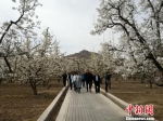 图为“世界第一古梨园”梨花盛开。　杨娜 摄 - 甘肃新闻