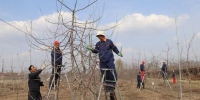 何晓春(左一)指导服务队队员修剪果树。　盘小美 摄 - 甘肃新闻