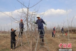 何晓春(左一)指导服务队队员修剪果树。　盘小美 摄 - 甘肃新闻