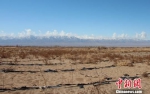 目前临泽县已建成防风固沙林27.4万亩，阻沙林带189公里。　赵学荣 摄 - 甘肃新闻