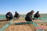 通过多年的探索，临泽县在治沙领域逐步掌握了生物治沙、工程治沙等多种治沙方式。　赵学荣 摄 - 甘肃新闻